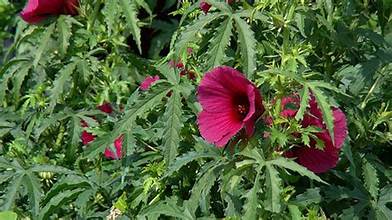 Hibiscus cannabinus